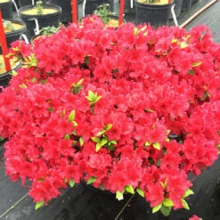 Perfecto Mundo® Red Reblooming Azalea 11 Perfecto Mundo® Red Reblooming Azalea -Garden Plants Store azalea perfecto mundo red 3