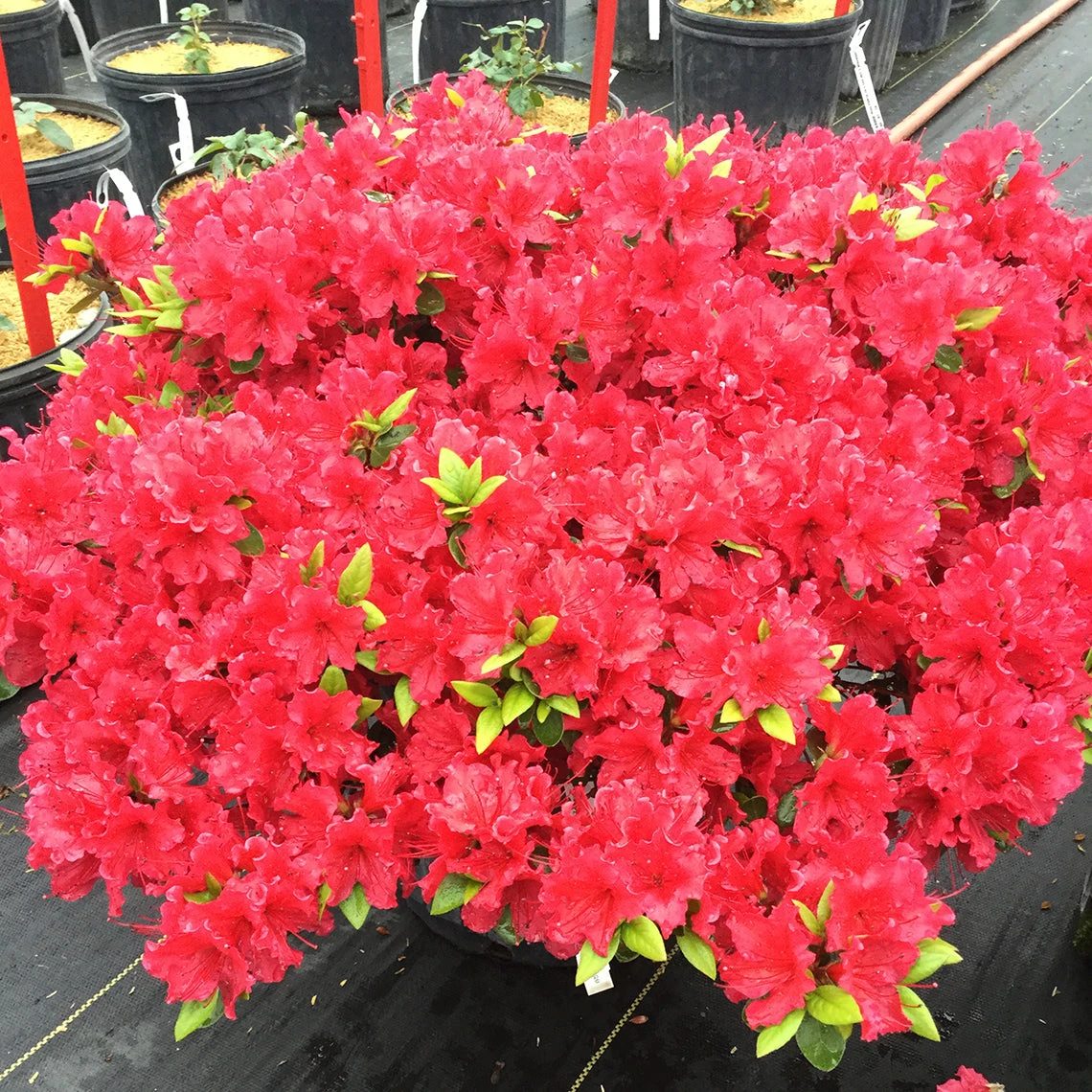 Perfecto Mundo® Red Reblooming Azalea 6 Perfecto Mundo® Red Reblooming Azalea - Image 4