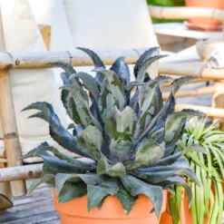 ART & SOL™ 'Night Owl' Mangave -Garden Plants Store b0073db2541331f48d8c75703f06649c