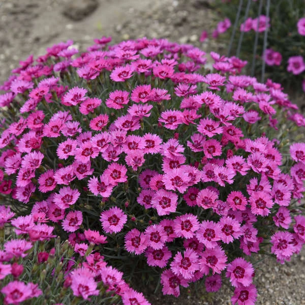 'Paint The Town Fancy' Dianthus 5 'Paint The Town Fancy' Dianthus - Image 3