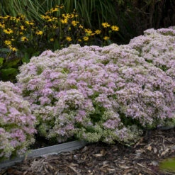 Rock 'N Round™ 'Pure Joy' Stonecrop 11 Rock 'N Round™ 'Pure Joy' Stonecrop -Garden Plants Store b5bcd667164be833e564ec669ea9f3be