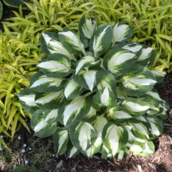 'Vulcan' Hosta 9 'Vulcan' Hosta -Garden Plants Store b6296beeb1b63d63e1c4d167f587123f