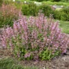 'Pinky Pie' Hummingbird Mint -Garden Plants Store b6aabfa3e8f8c1ed2678d7ddd7e1cb7a