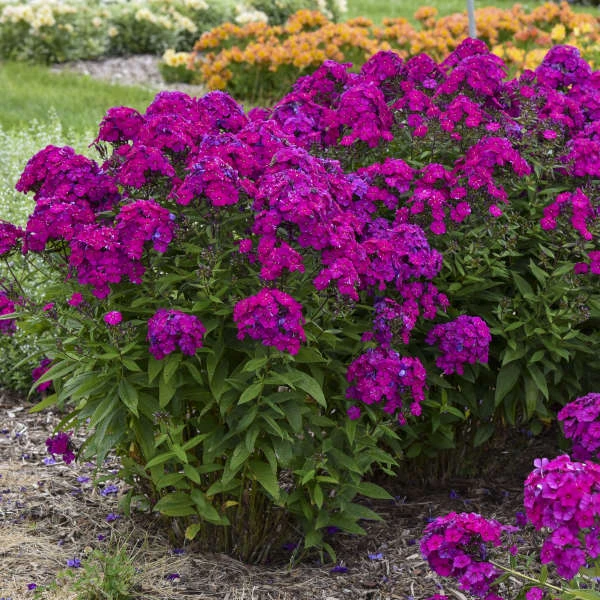 Luminary™ 'Ultraviolet' Tall Garden Phlox 6 Luminary™ 'Ultraviolet' Tall Garden Phlox - Image 4