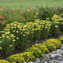 'Firefly Sunshine' Yarrow -Garden Plants Store bc41150f70906a678e5addf4b28d43bc