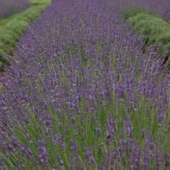 Phenomenal® Lavender -Garden Plants Store bc55a5d16b0311983454a8918271667a