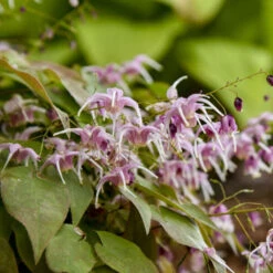 'Pretty In Pink' Barrenwort -Garden Plants Store bd87b077e5011e0bc3f3d3de9dccecdc