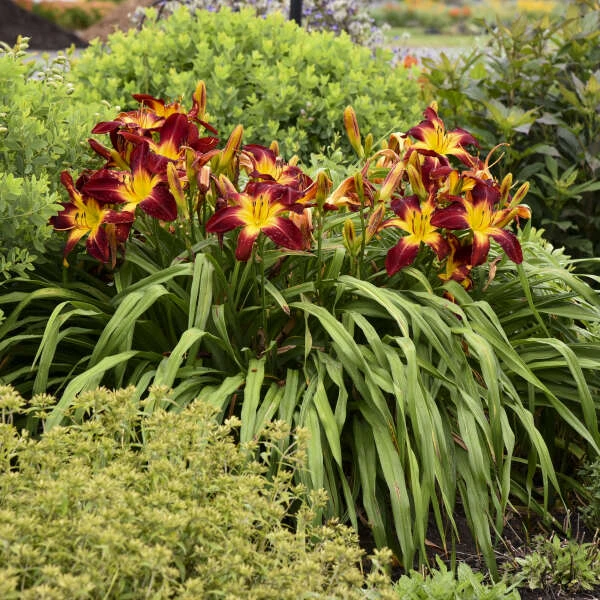 Rainbow Rhythm® 'Ruby Spider' Daylily 6 Rainbow Rhythm® 'Ruby Spider' Daylily - Image 4