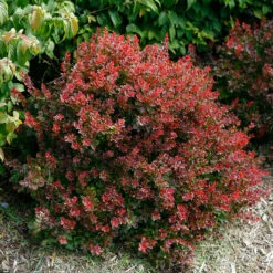 Sunjoy® Mini Salsa Barberry -Garden Plants Store berberis sunjoy mini salsa barberry 3