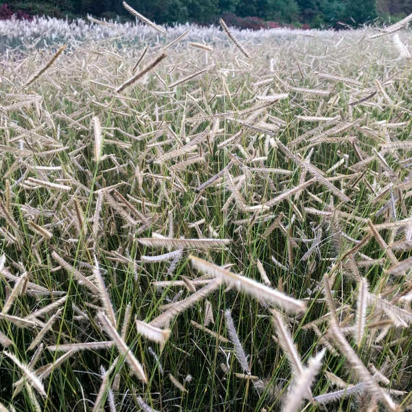'Blonde Ambition' Blue Grama Grass 3 'Blonde Ambition' Blue Grama Grass