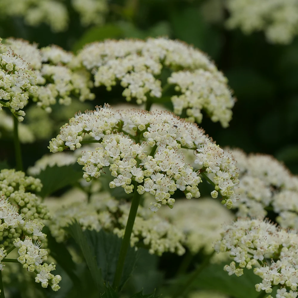 Blue Muffin® Arrowwood Viburnum 5 Blue Muffin® Arrowwood Viburnum - Image 3