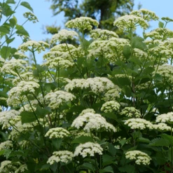 Blue Muffin® Arrowwood Viburnum 10 Blue Muffin® Arrowwood Viburnum -Garden Plants Store bluemuffin4