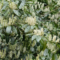 Schipka Cherry Laurel