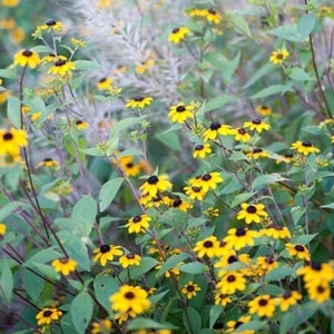 Brown-Eyed Susan (Rudbeckia) 5 Brown-Eyed Susan (Rudbeckia) - Image 3