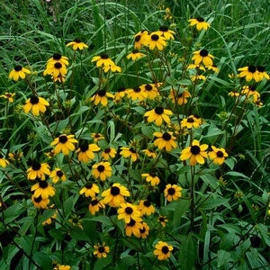 Brown-Eyed Susan (Rudbeckia) 4 Brown-Eyed Susan (Rudbeckia) - Image 2