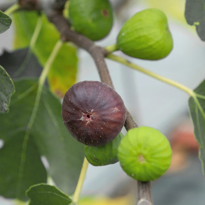 'Brown Turkey' Fig (Ficus) 4 'Brown Turkey' Fig (Ficus) - Image 2