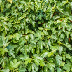 'Brown Turkey' Fig (Ficus) 7 'Brown Turkey' Fig (Ficus) -Garden Plants Store brownturkeyfigficus 3 800x800 bb49c29