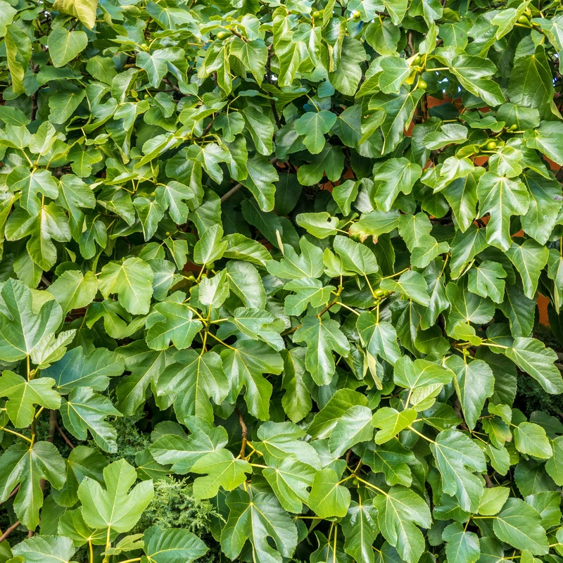 'Brown Turkey' Fig (Ficus) 5 'Brown Turkey' Fig (Ficus) - Image 3