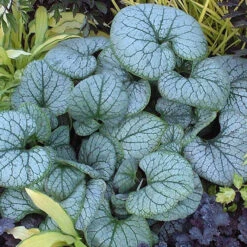 'Jack Frost' Siberian Bugloss 13 'Jack Frost' Siberian Bugloss -Garden Plants Store brunnera jack frost 2