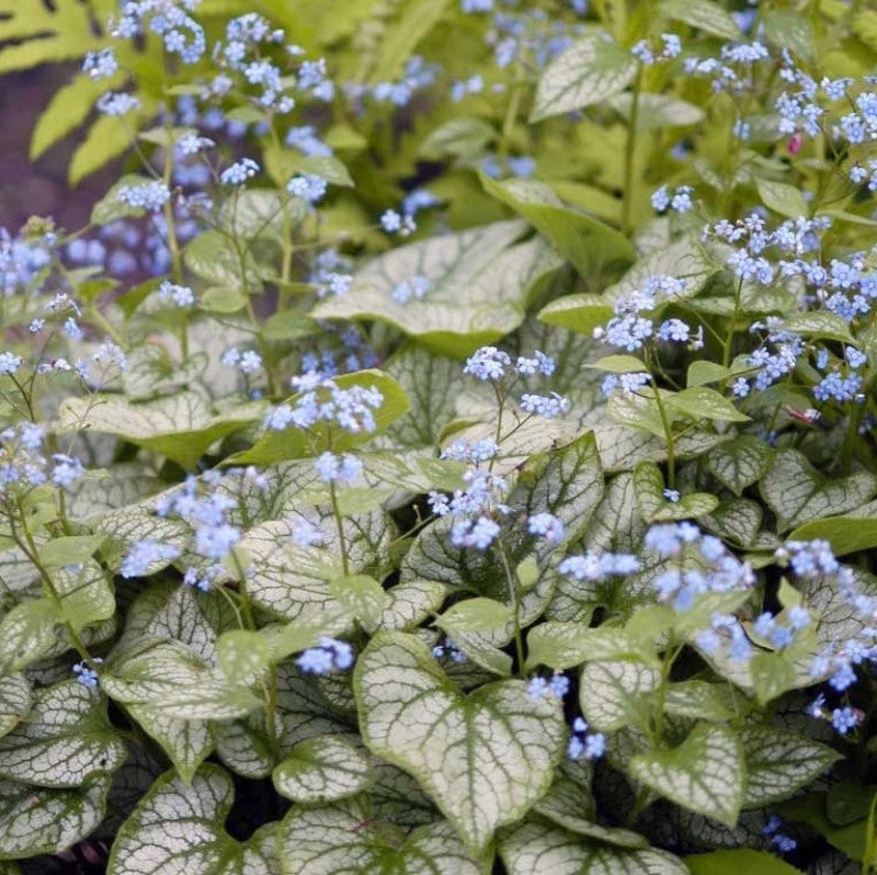 'Jack Frost' Siberian Bugloss 3 'Jack Frost' Siberian Bugloss
