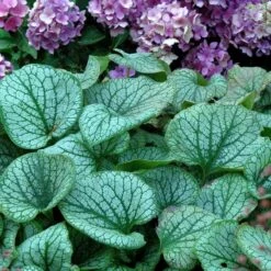 'Jack Frost' Siberian Bugloss 15 'Jack Frost' Siberian Bugloss -Garden Plants Store brunnera jack frost 6