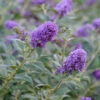 Lo & Behold® 'Blue Chip' Butterfly Bush 1 Lo & Behold® 'Blue Chip' Butterfly Bush -Garden Plants Store buddleia lo behold blue chip 1 L