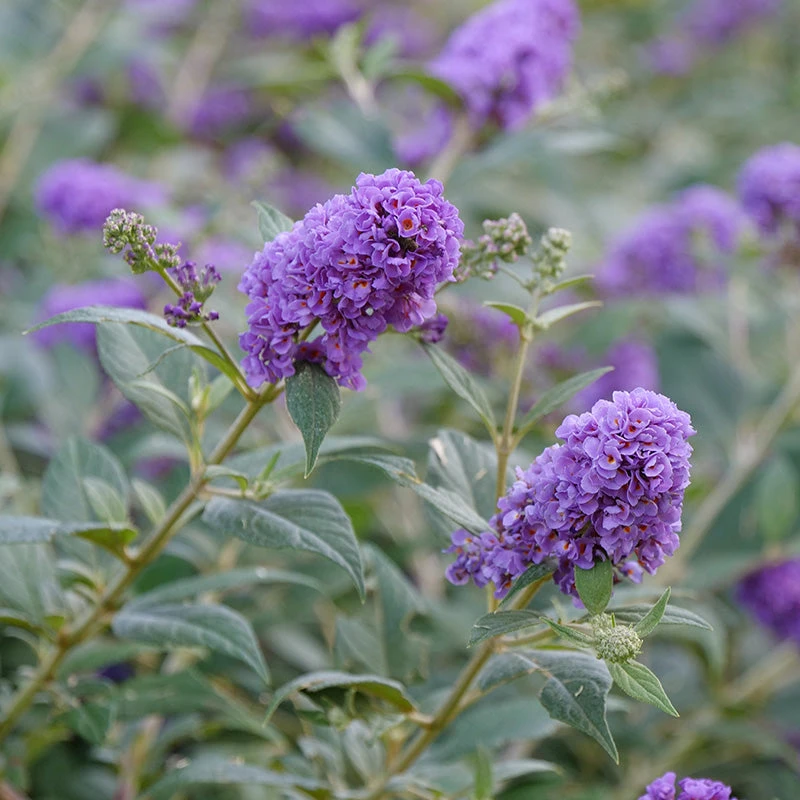 Lo & Behold® 'Blue Chip' Butterfly Bush 3 Lo & Behold® 'Blue Chip' Butterfly Bush