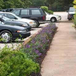 Lo & Behold® 'Blue Chip' Butterfly Bush 13 Lo & Behold® 'Blue Chip' Butterfly Bush -Garden Plants Store buddleia lo behold blue chip 2 P