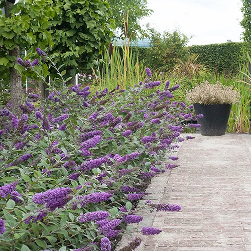 Lo & Behold® 'Blue Chip' Butterfly Bush 4 Lo & Behold® 'Blue Chip' Butterfly Bush - Image 2