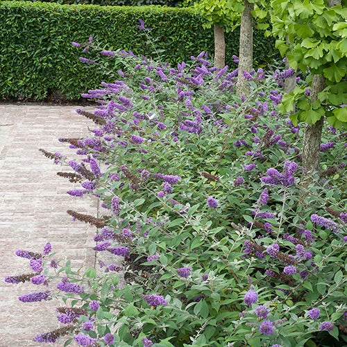 Lo & Behold® 'Blue Chip' Butterfly Bush 8 Lo & Behold® 'Blue Chip' Butterfly Bush - Image 6