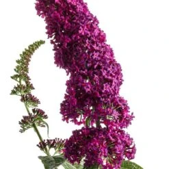 'Miss Molly' Butterfly Bush 12 'Miss Molly' Butterfly Bush -Garden Plants Store buddleia miss molly butterfly bush 2