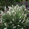 'Miss Pearl' Butterfly Bush -Garden Plants Store buddleia miss pearl 4 P