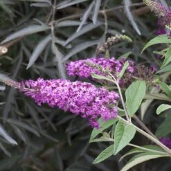 'Miss Ruby' Butterfly Bush -Garden Plants Store buddleia miss ruby 4 P
