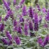 'Miss Violet' Butterfly Bush -Garden Plants Store buddleia miss violet 2 P