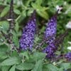 Pugster Blue® Butterfly Bush 1 Pugster Blue® Butterfly Bush -Garden Plants Store buddleia pugster blue butterfly bush 1