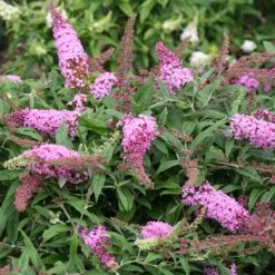 Pugster Pink® Butterfly Bush