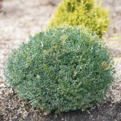 North Star® Boxwood 9 North Star® Boxwood -Garden Plants Store buxus north star 1