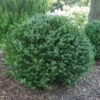 North Star® Boxwood 2 North Star® Boxwood -Garden Plants Store buxus north star 3