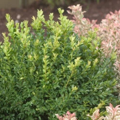 North Star® Boxwood 10 North Star® Boxwood -Garden Plants Store buxus north star 4