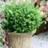 Sprinter® Boxwood 1 Sprinter® Boxwood -Garden Plants Store buxus sprinter boxwood 1