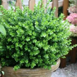 Sprinter® Boxwood 12 Sprinter® Boxwood -Garden Plants Store buxus sprinter boxwood 2