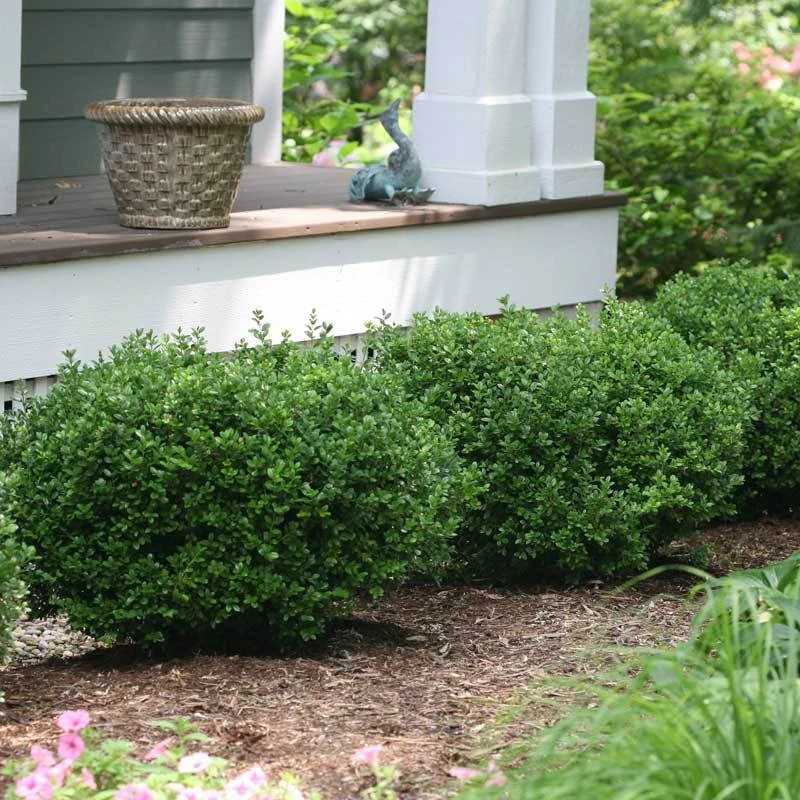 Sprinter® Boxwood 4 Sprinter® Boxwood - Image 2