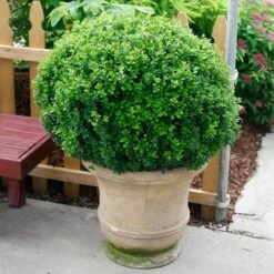 Sprinter® Boxwood 10 Sprinter® Boxwood -Garden Plants Store buxus sprinter boxwood 4