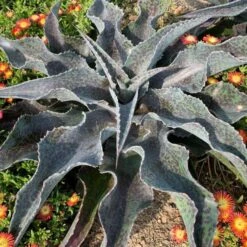 ART & SOL™ 'Catch A Wave' Mangave 9 ART & SOL™ 'Catch A Wave' Mangave -Garden Plants Store c294383d773eedd8857eb104d4b01c60