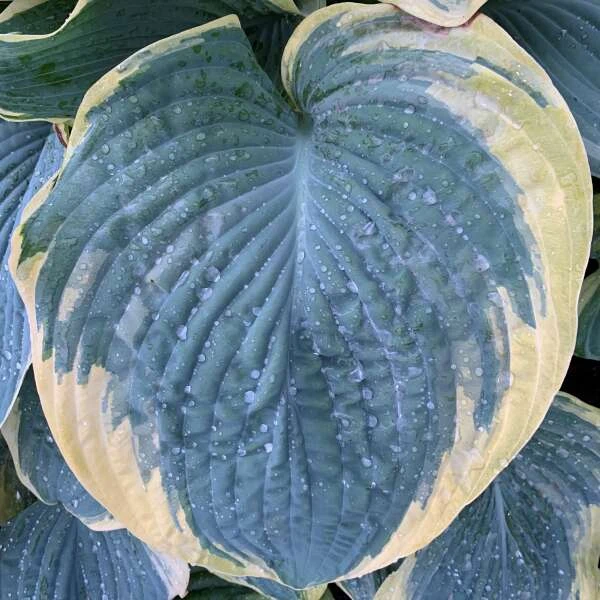 Shadowland® 'Gigantosaurus' Hosta 4 Shadowland® 'Gigantosaurus' Hosta - Image 2