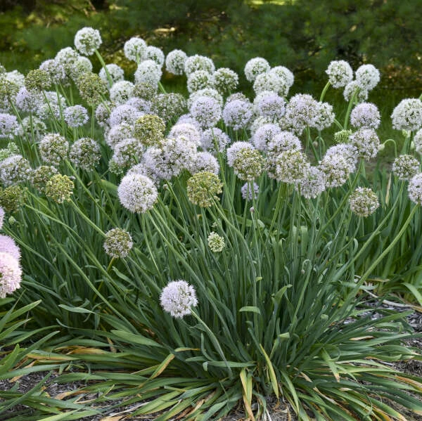 'Bobblehead' Allium 4 'Bobblehead' Allium - Image 2