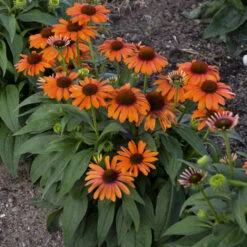 Color Coded™ 'Orange You Awesome' Coneflower -Garden Plants Store c54e5321f196c5503f4a0283b86ec6c7