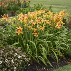 Rainbow Rhythm® 'Tiger Swirl' Daylily -Garden Plants Store ca7538716e1824a1bce7d6e6229ae043