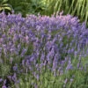 'Hidcote' Lavender -Garden Plants Store ca835650a463bd9b9f92bf4a960d460c