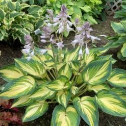 'My Fair Lady' Hosta -Garden Plants Store cad3a7021eeae52ecd3167617172165b